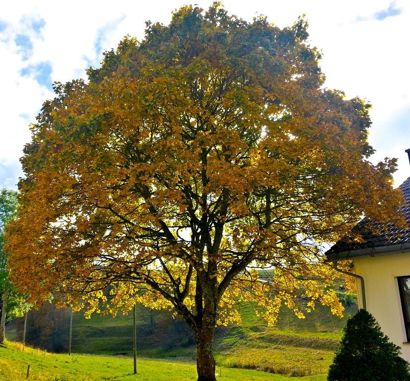 Outdoor & Relax Blackforest Neukirch  Exterior foto